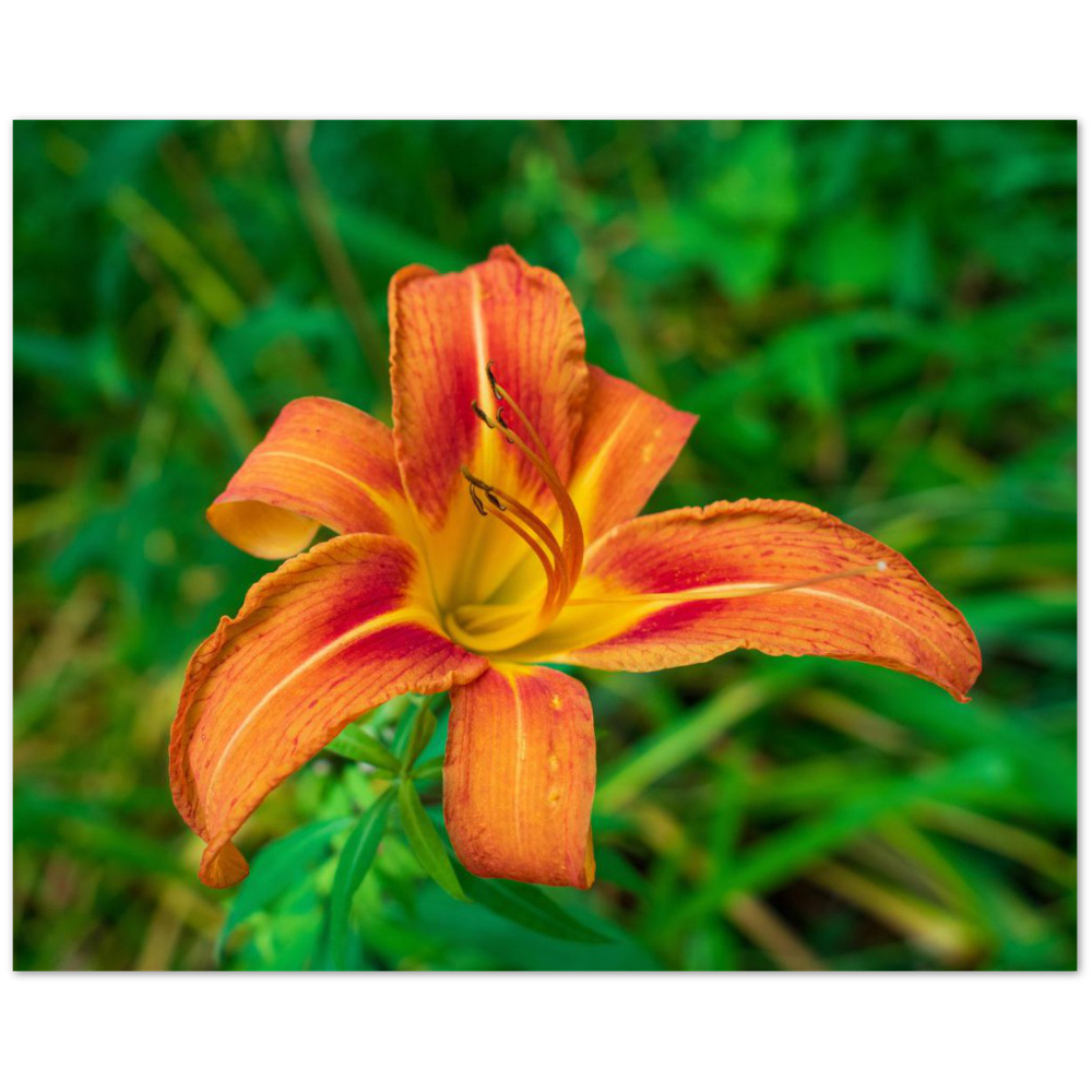 Day lily