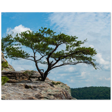 Load image into Gallery viewer, Bee Rock Overlook, Monterey, Tennessee with tree
