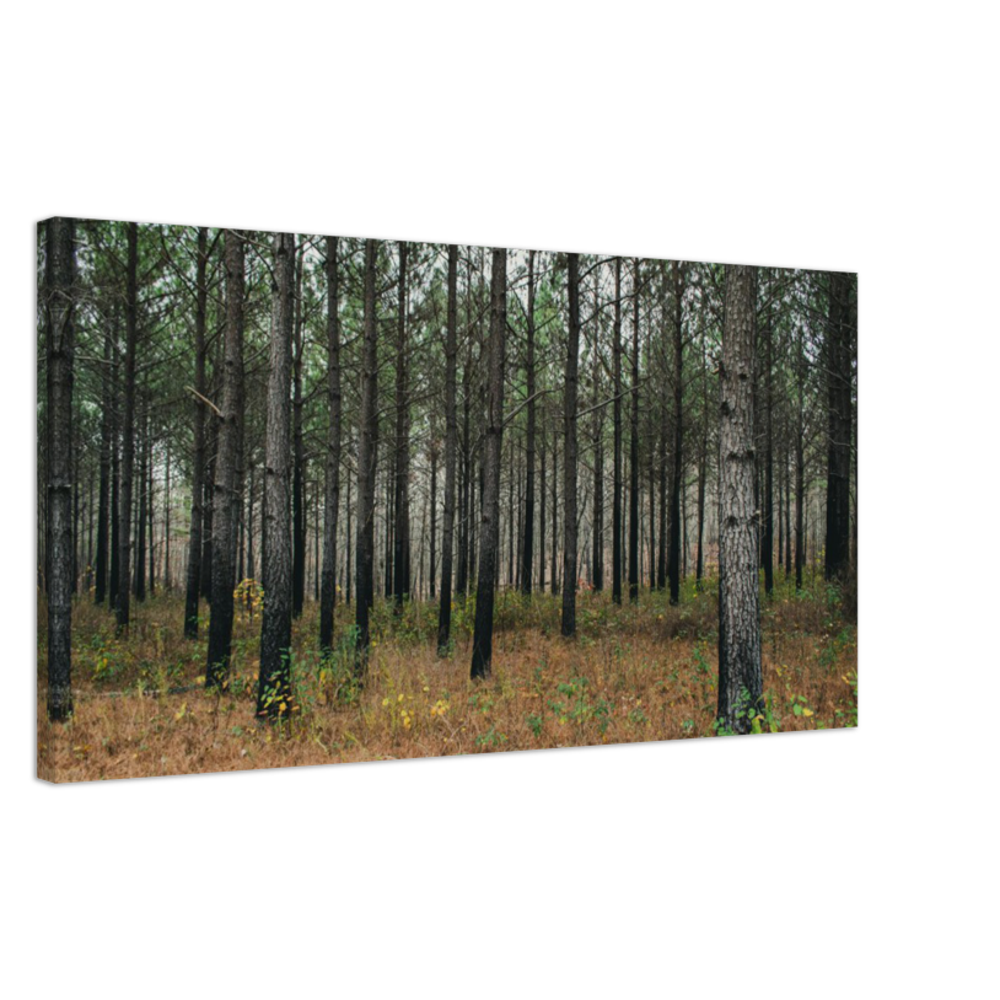 Tree Grove at Welch Point in Sparta, Tennessee