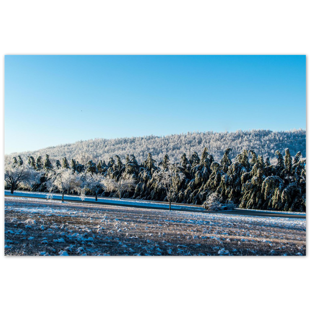 Snow-covered trees on Buck Mountain in Cookeville, Tennessee