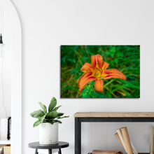 Load image into Gallery viewer, Day lily
