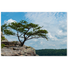 Load image into Gallery viewer, Bee Rock Overlook, Monterey, Tennessee with tree
