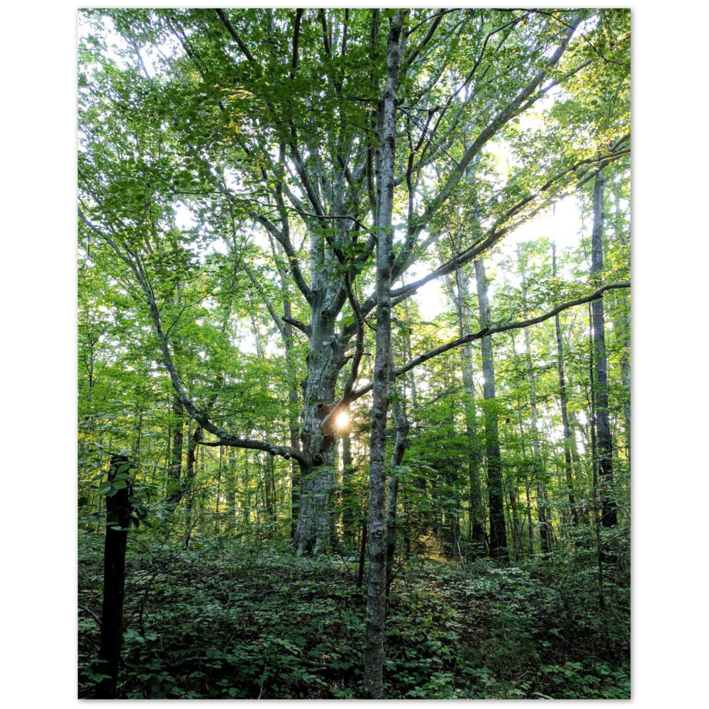 American Beech Tree at Burgess Falls State Park in Sparta, Tennessee